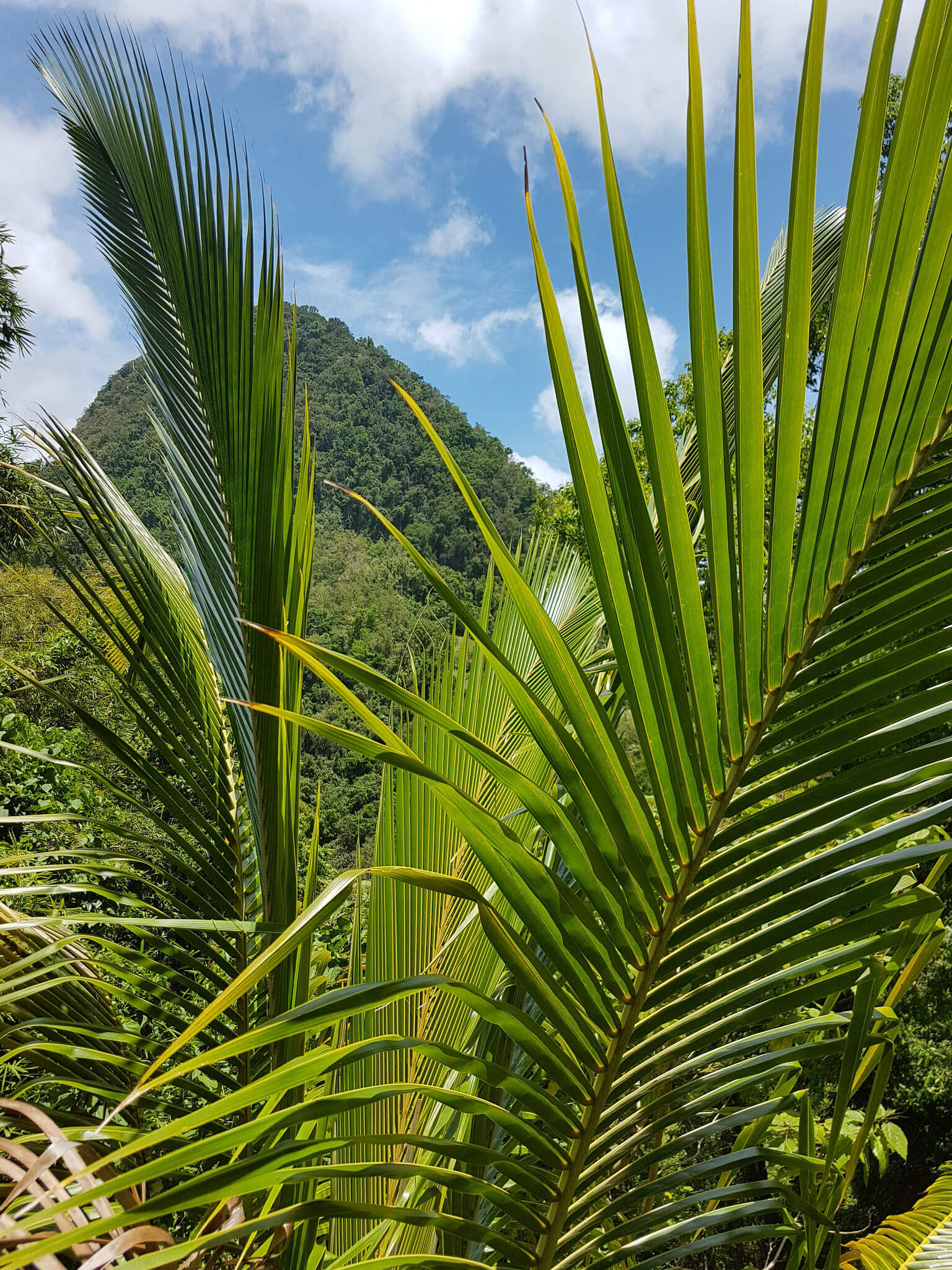 Go Holidate Martinique Karibik