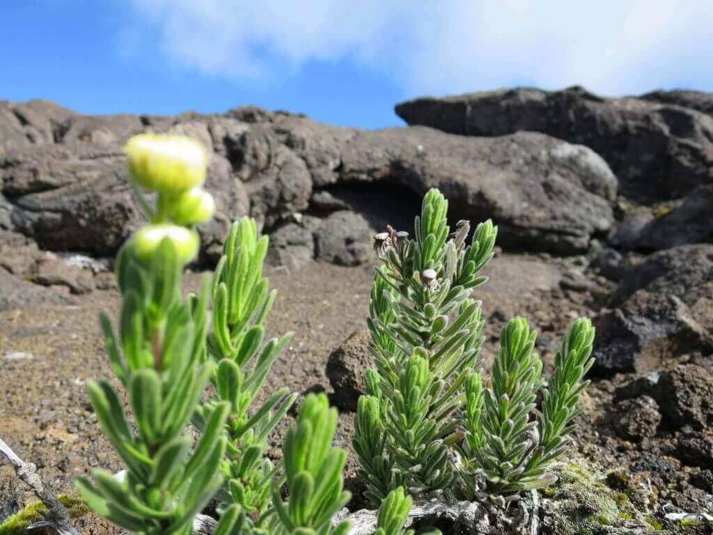 gay-aktivurlaub-natur-pur-la-reunion-wanderung-aktivurlaub-rundreise-planen