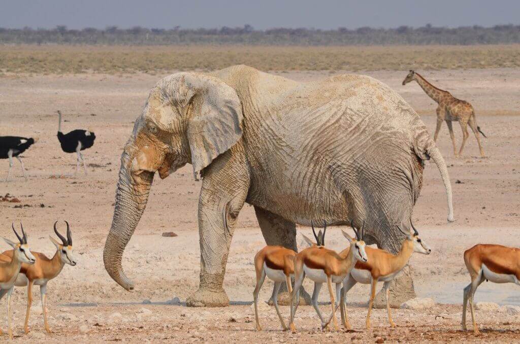 kerle-reisen-namibia-maenner-unterwegs-gruppenreise-wildlife-safari-reise-luxusreise-reisespezialist-namibia-afrika-mietwagenrundreise