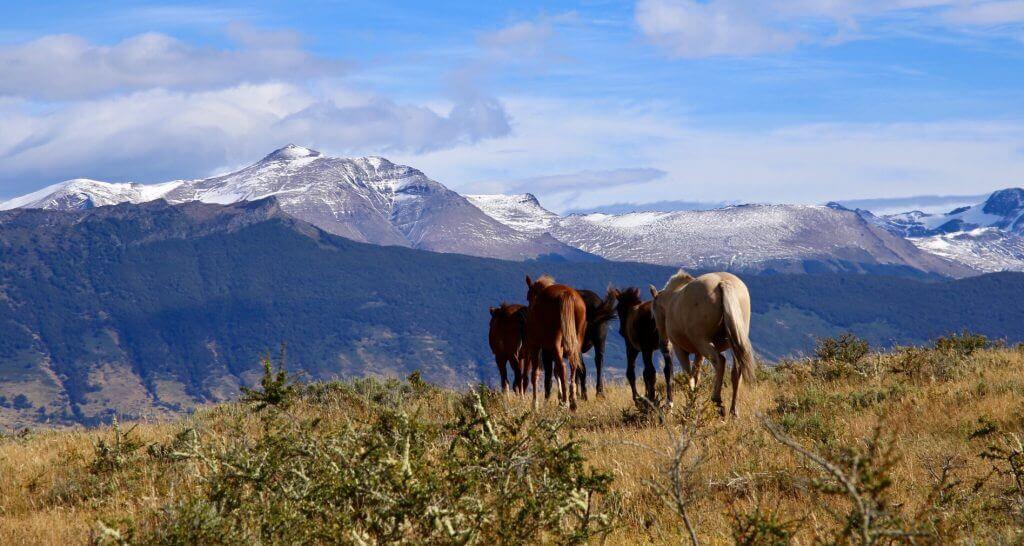 gay-rundreise-chile-luxusurlaub-chile-individualreise-fuer-schwule-in-suedamerika-patagonien-maenner-aktiv