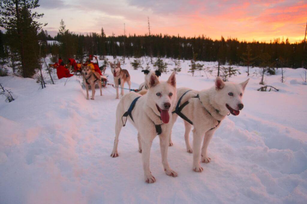 lappland-hundeschlitten-tour-frauen-reisen-lesbisch-unterwegs-buchen-finnland-winter-reise-planen