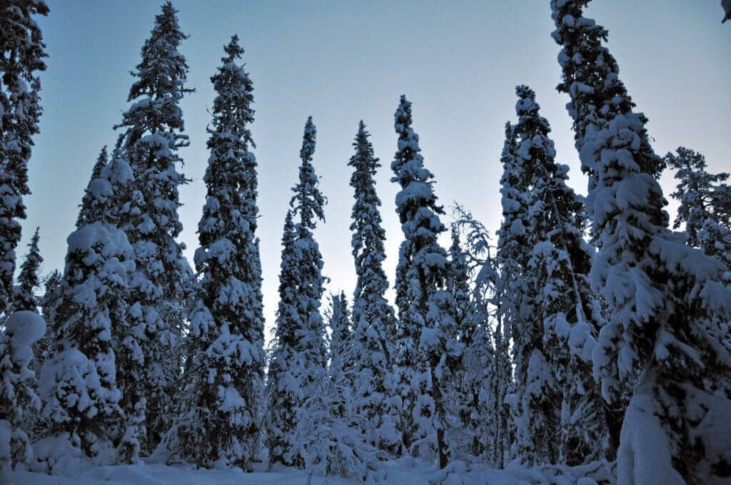 lappland-hundeschlitten-tour-gay-finnland-winter-reise-buchen-fuer-schwule