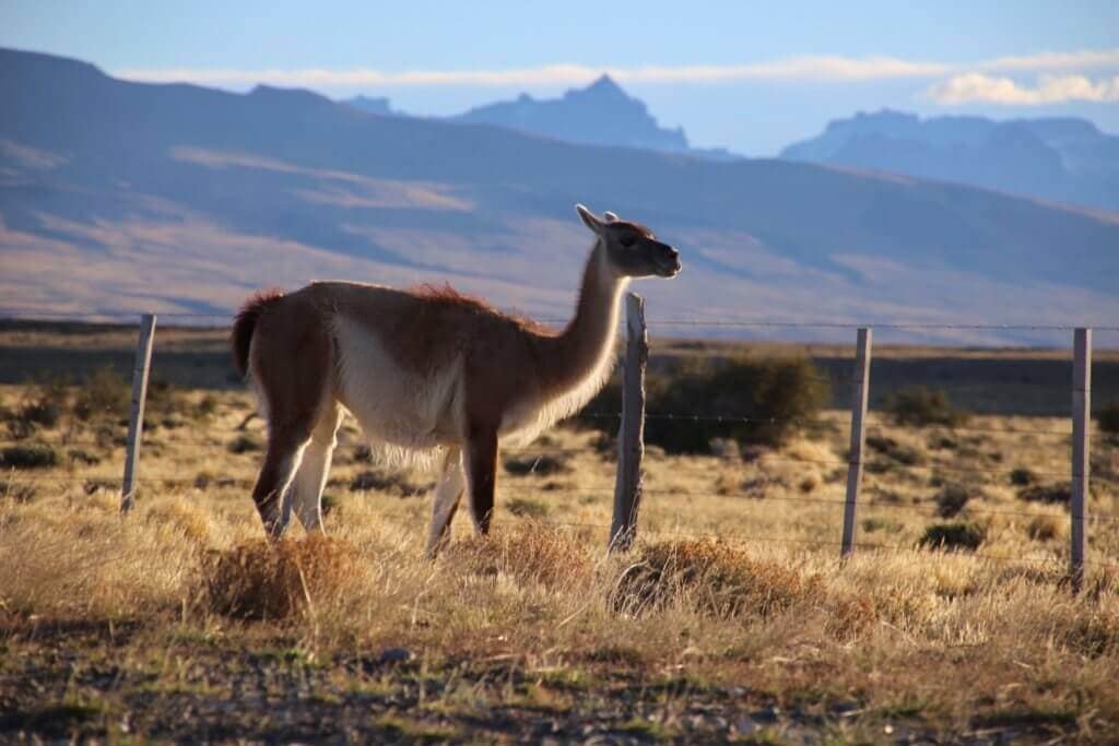 puerto-natales-gay-urlaub-chile-nationalpark-torres-chile-rundreise-lgbt-schwul-lesbisch-maßgeschneidert-individualreise-aktivurlaub-reise-urlaub-männer-frauen