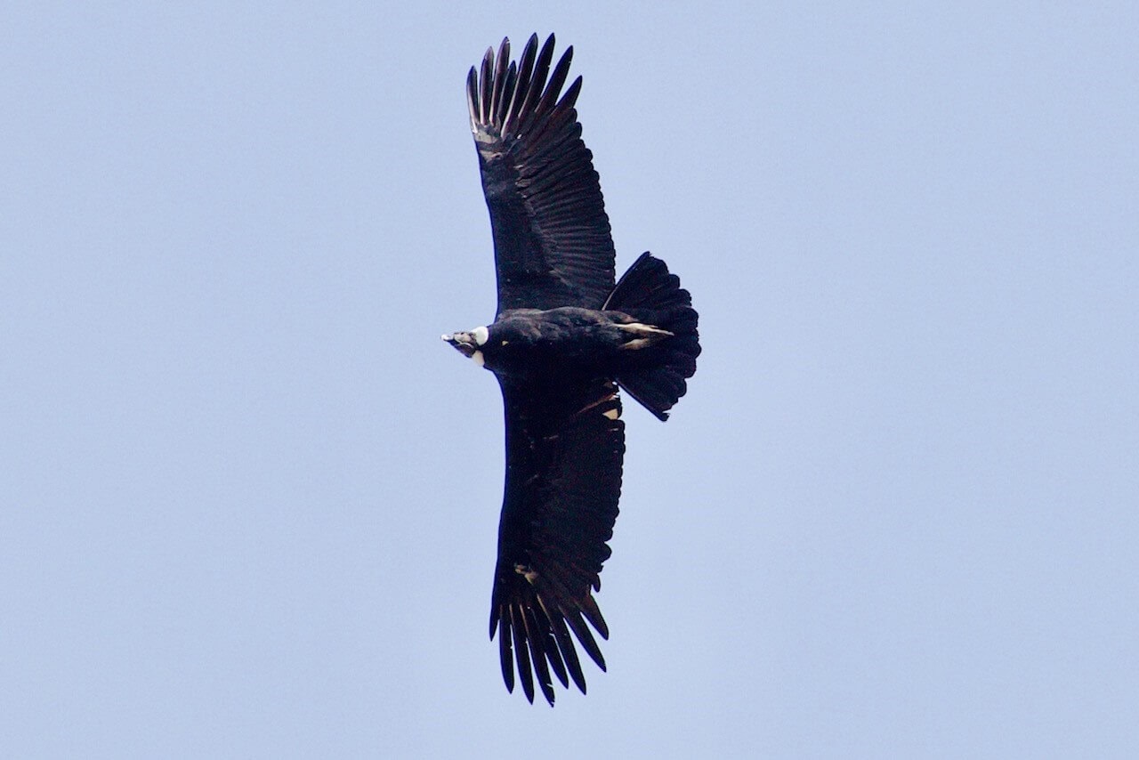 gay-reisen-condor-el-chalten-argentinien