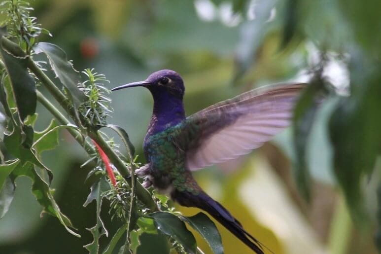 lgbtqi+-cruise-ecuador-amazonas-regenwald