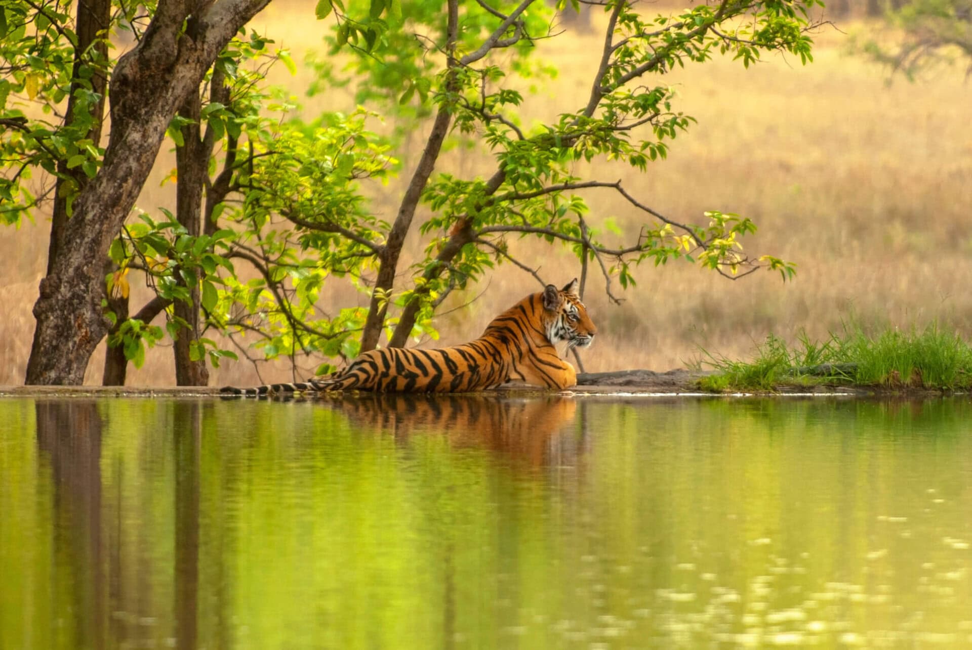 gay-urlaub-rundreise-indien-Ranthambore