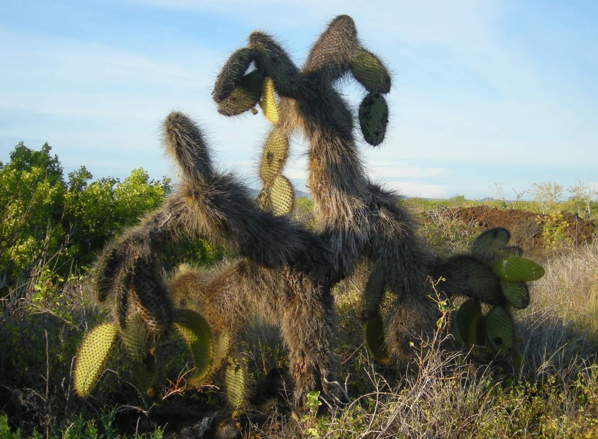 cruise-ecuador-cactus-galapagos-kreuzfahrt-lgbtqi+