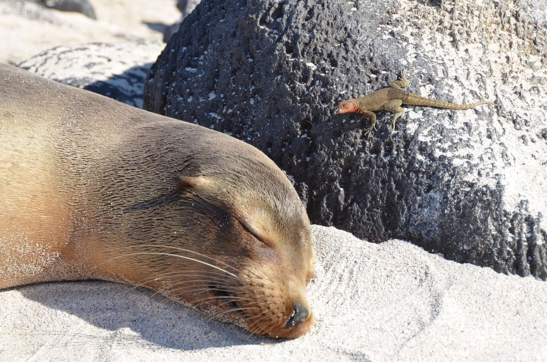 ecuador-galapagos-islands-gay-urlaub-kreuzfahrt