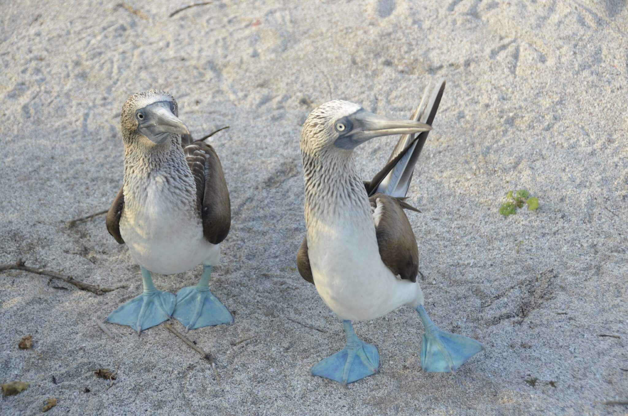 ecuador-galapagos-kreuzfahrt-lgbtqi+-gay-urlaub