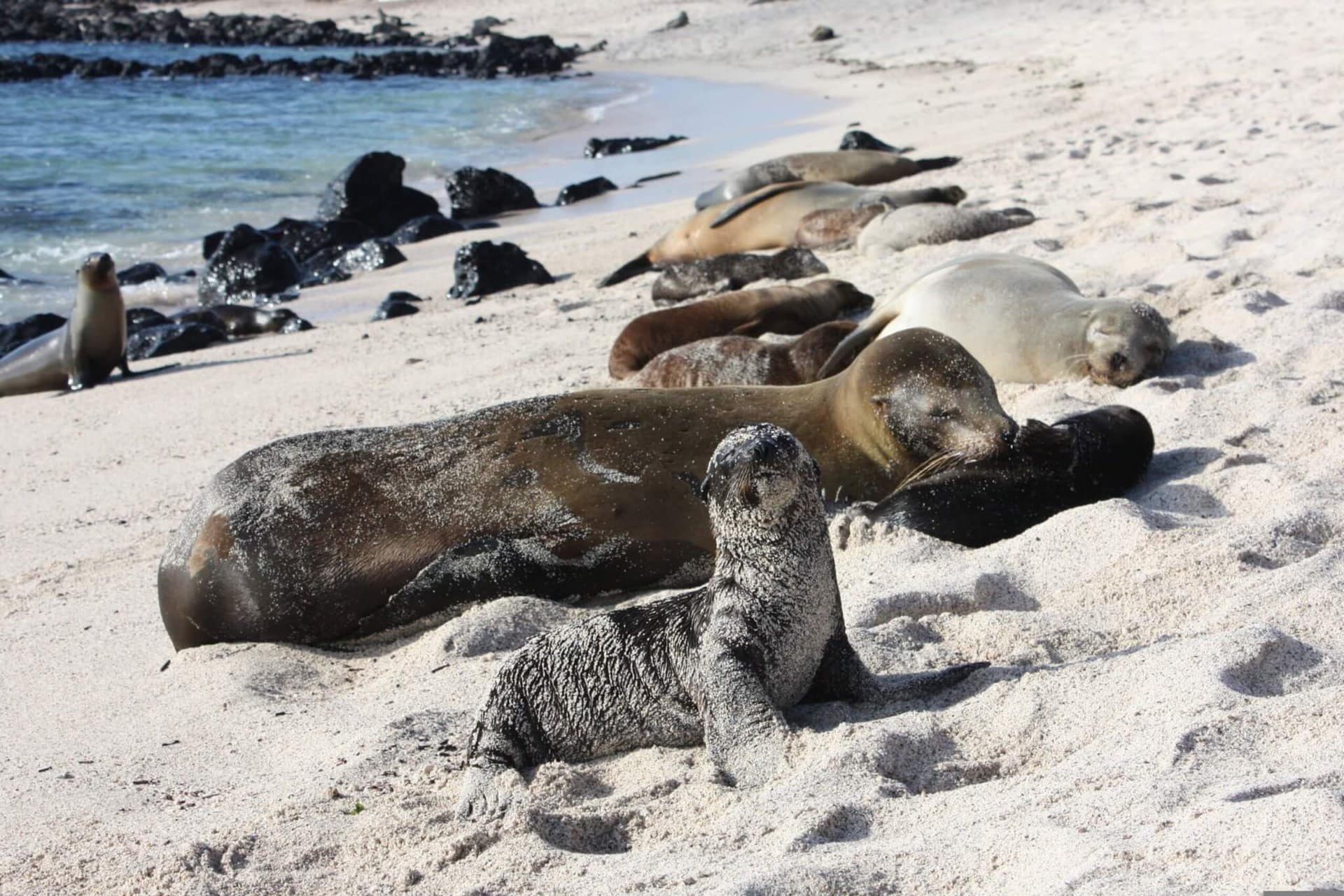 kreuzfahrt-galapagos-lgbtqi+-cruise-ecuador-gay