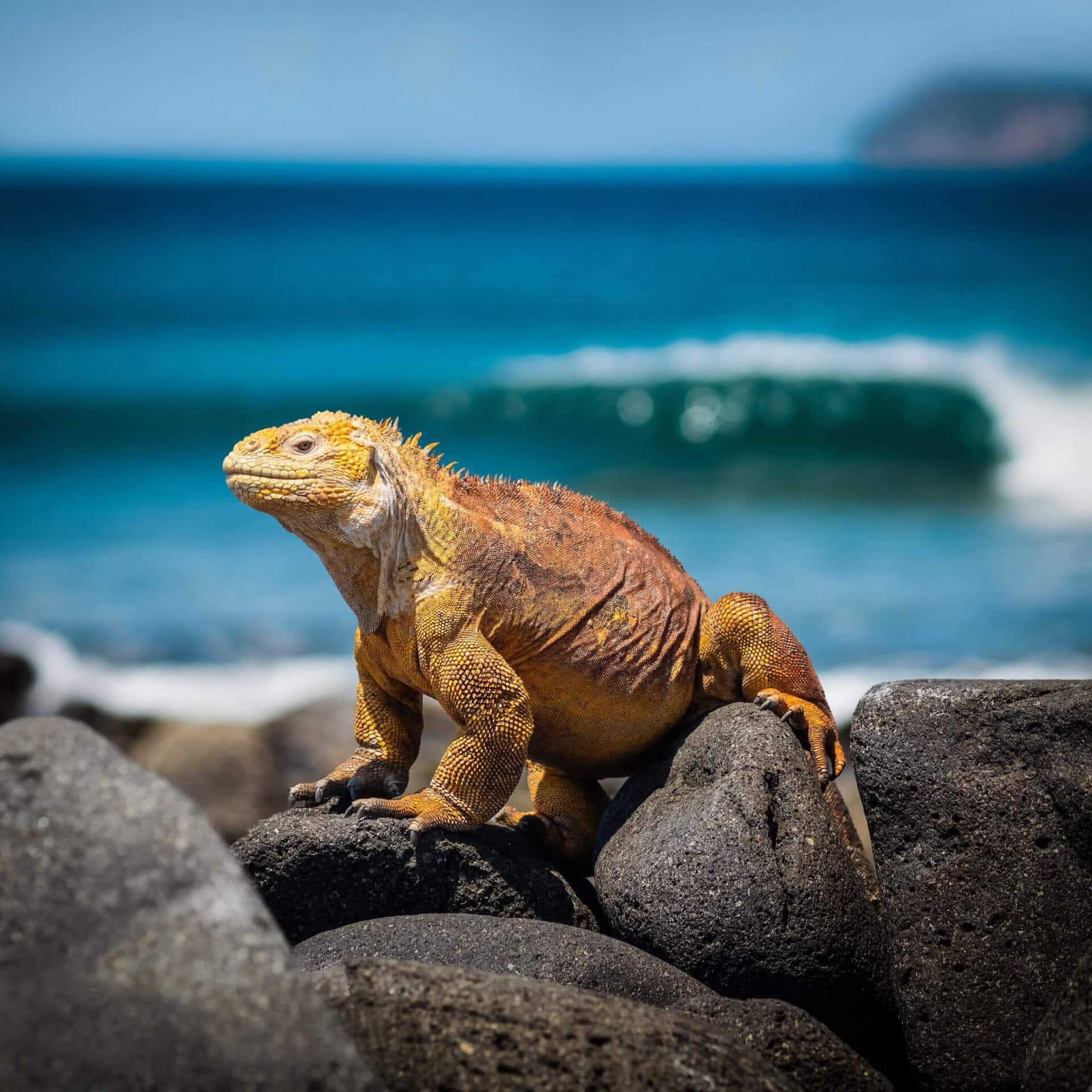 iguana-gay-urlaub-lgbtqi+-ecuador-kreuzfahrt