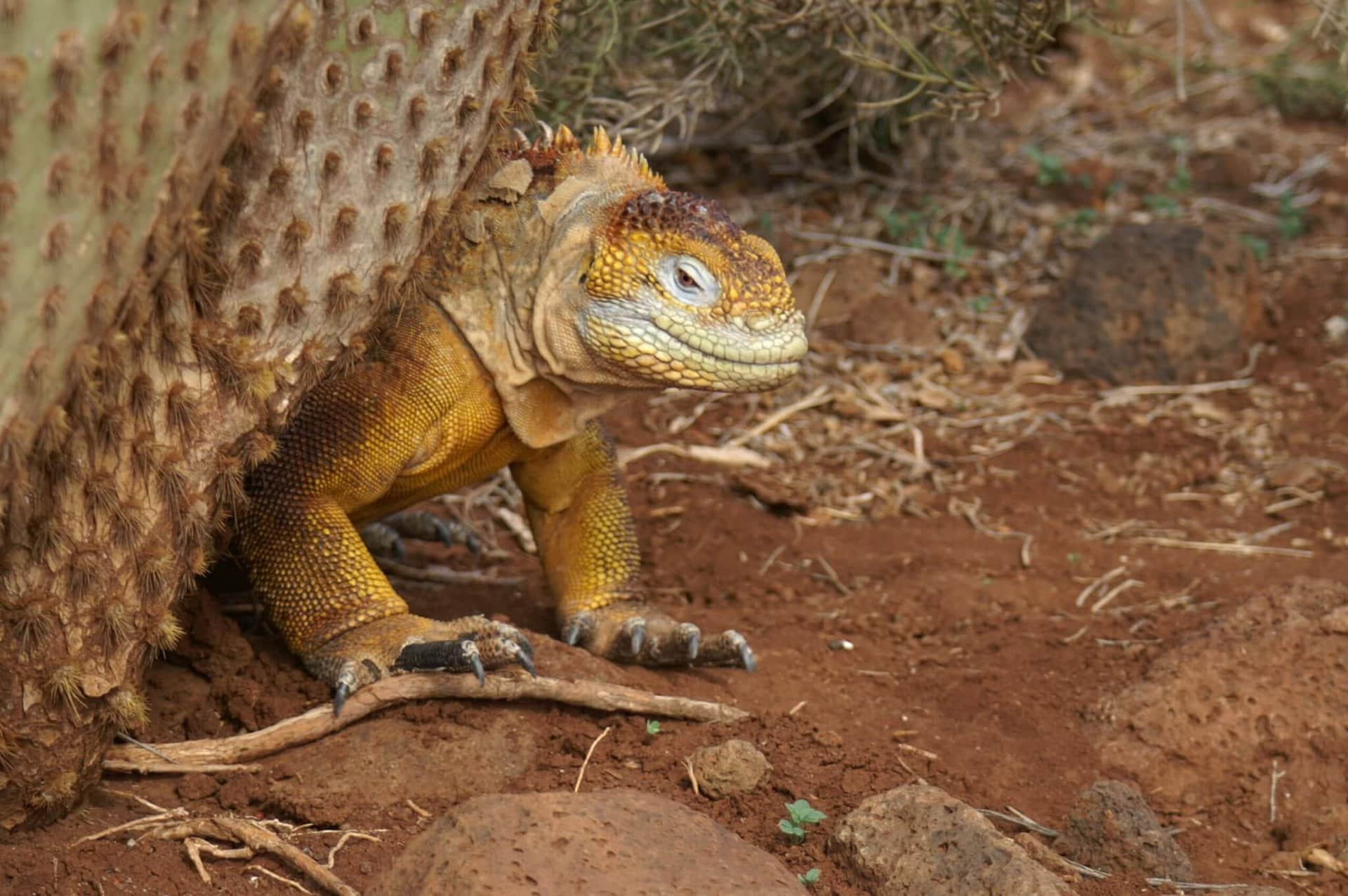 gay-urlaub-lgbtqi+-cruise-ecuador-galapagos