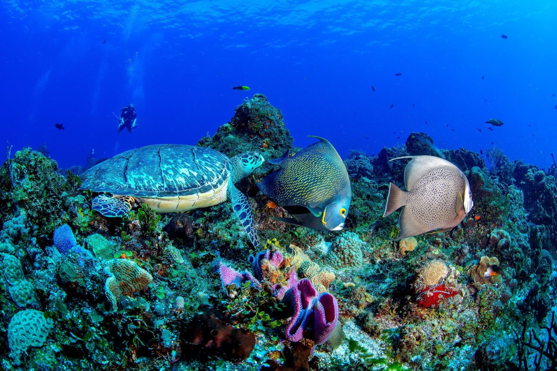 diving-cozumel-yucatan-mexiko-karibik-strand-tauchen-korallenriff-gay-kreuzfahrt-luxus-lgbtqia-cruise-explora-journeys