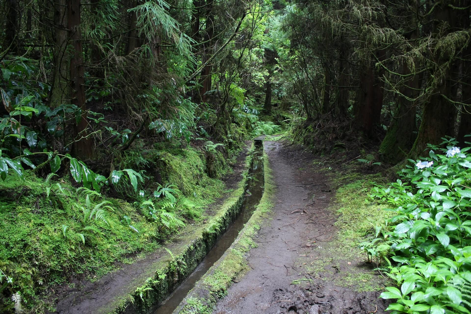 alter-wasserlauf-trail-on-faial-gay-reise-azoren-portugal-wanderung-urlaub-lgbtqia+-levada