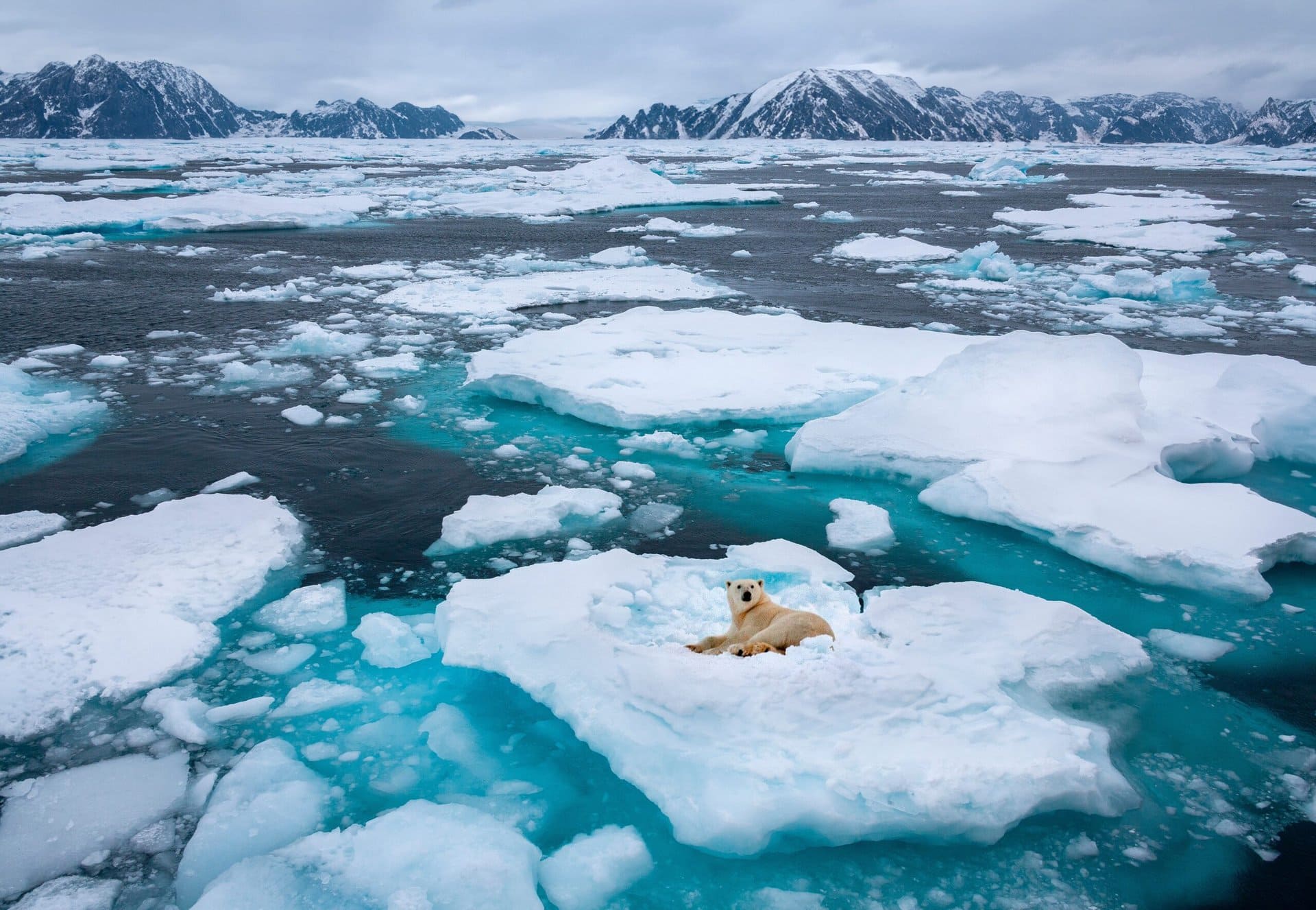 eisbear-polar-bear-sea-ice-gay-expedition-gronland-nordosten-fjord-kangertittivaq-fjordsystems-nationalpark