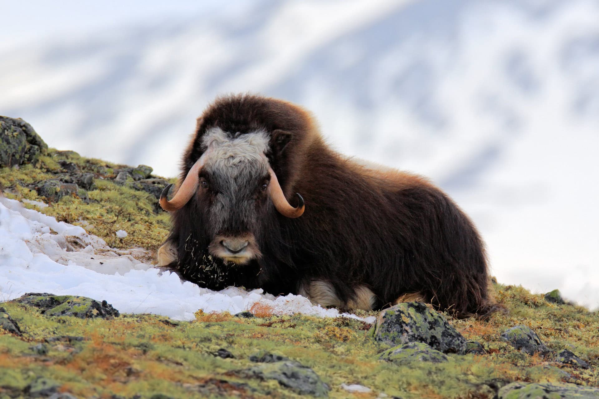 moschusochse-musk-ox-gay-expedition-gronland-nordosten-fjord-kangertittivaq-fjordsystems-nationalpark