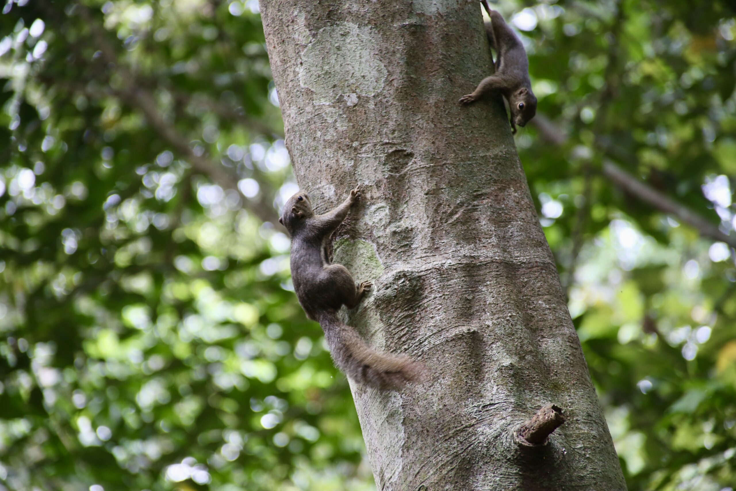 animal-gay-reise-singapur-reiseblog-indonesien-lgbtqia-urlaub-architektur