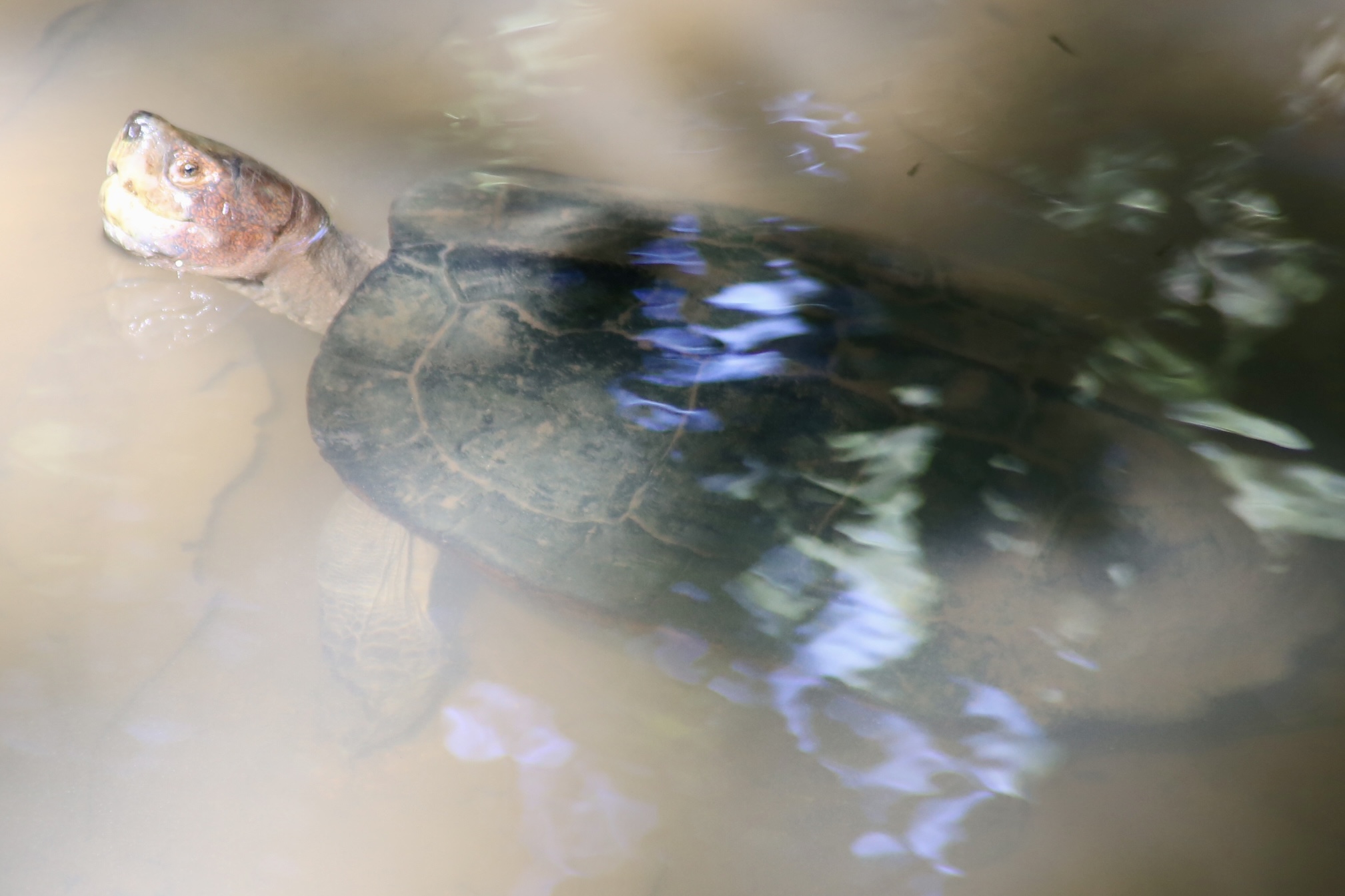 reise-singapur-reiseblog-indonesien-lgbtqia-urlaub-architektur-schildkröte